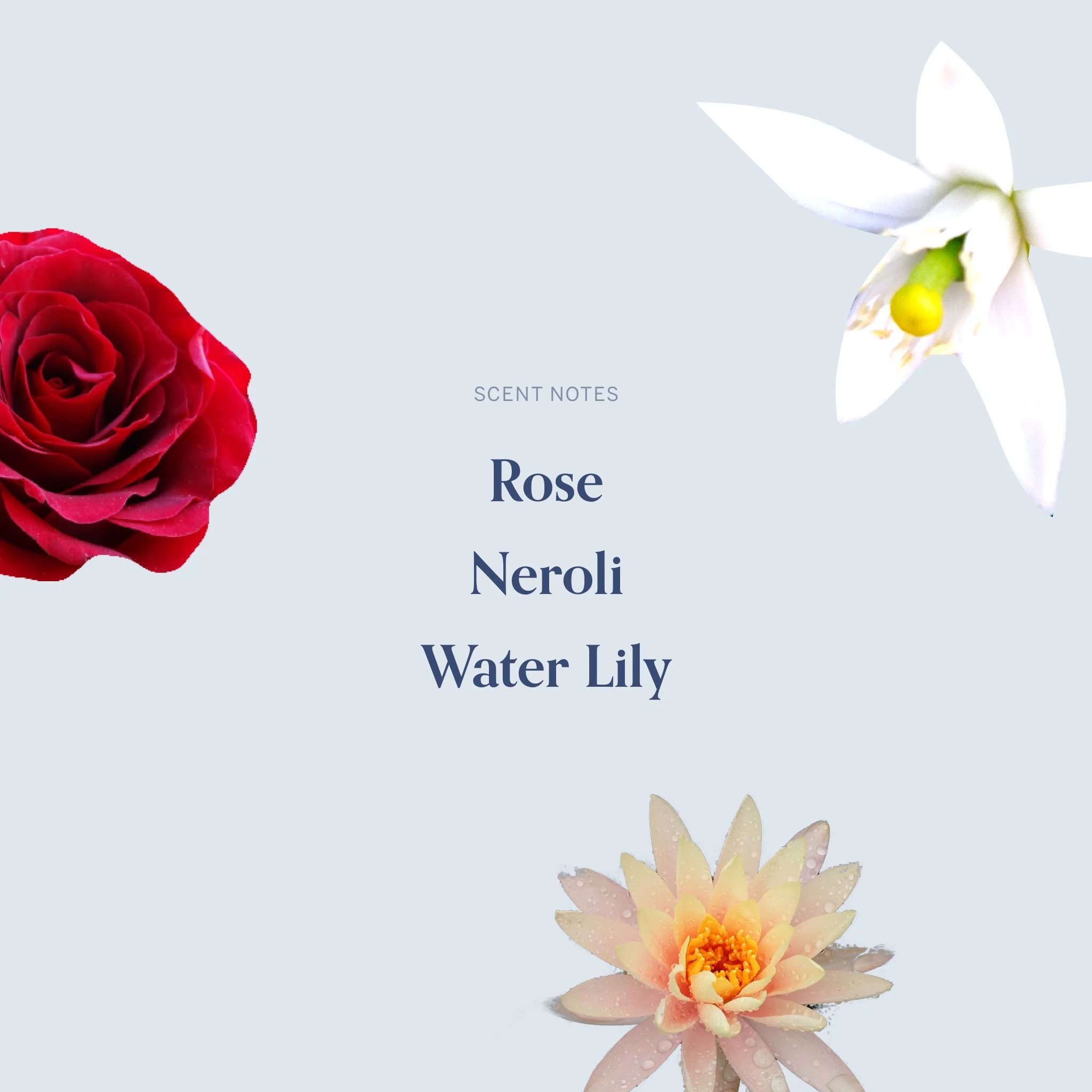 The December Twelfth Candle - Image 4